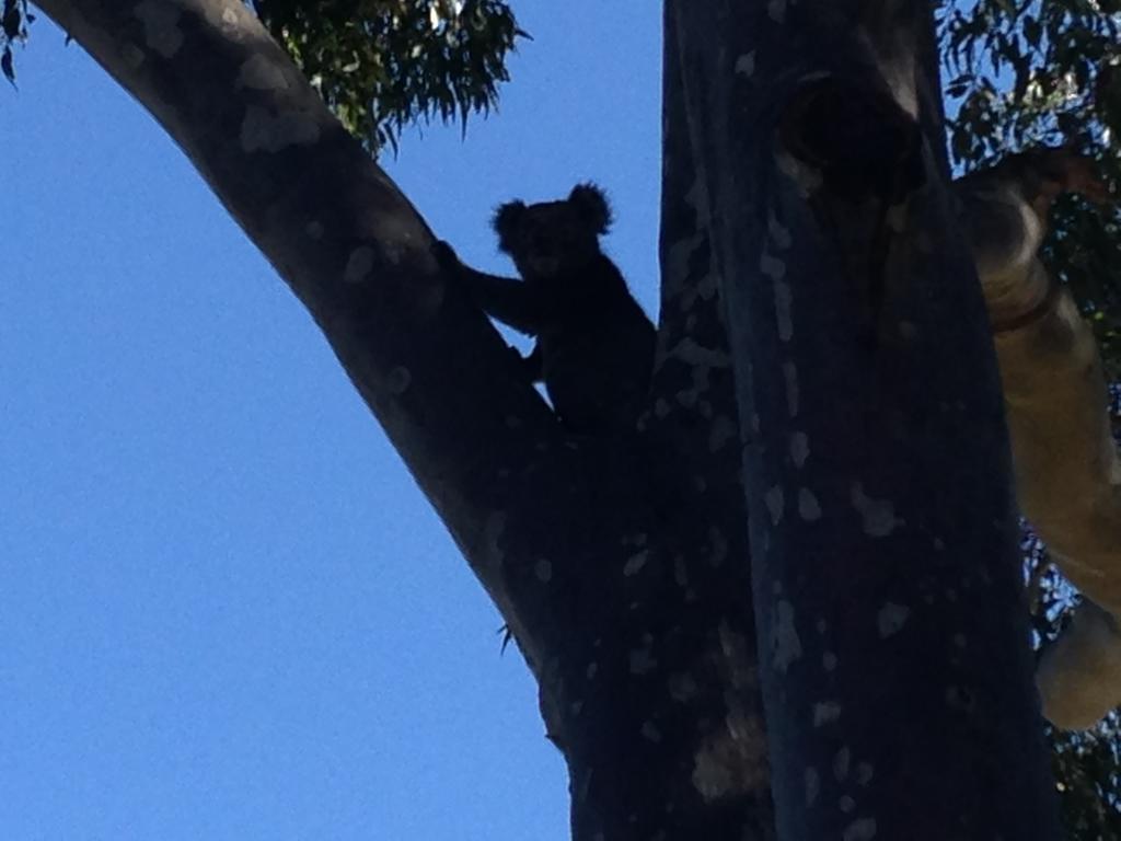 Mallacoota'S Shady Gully Caravan Park Esterno foto