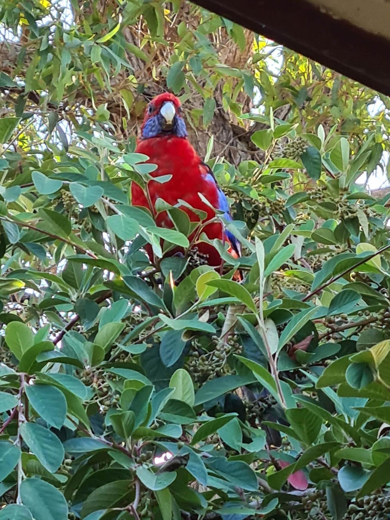 Mallacoota'S Shady Gully Caravan Park Esterno foto