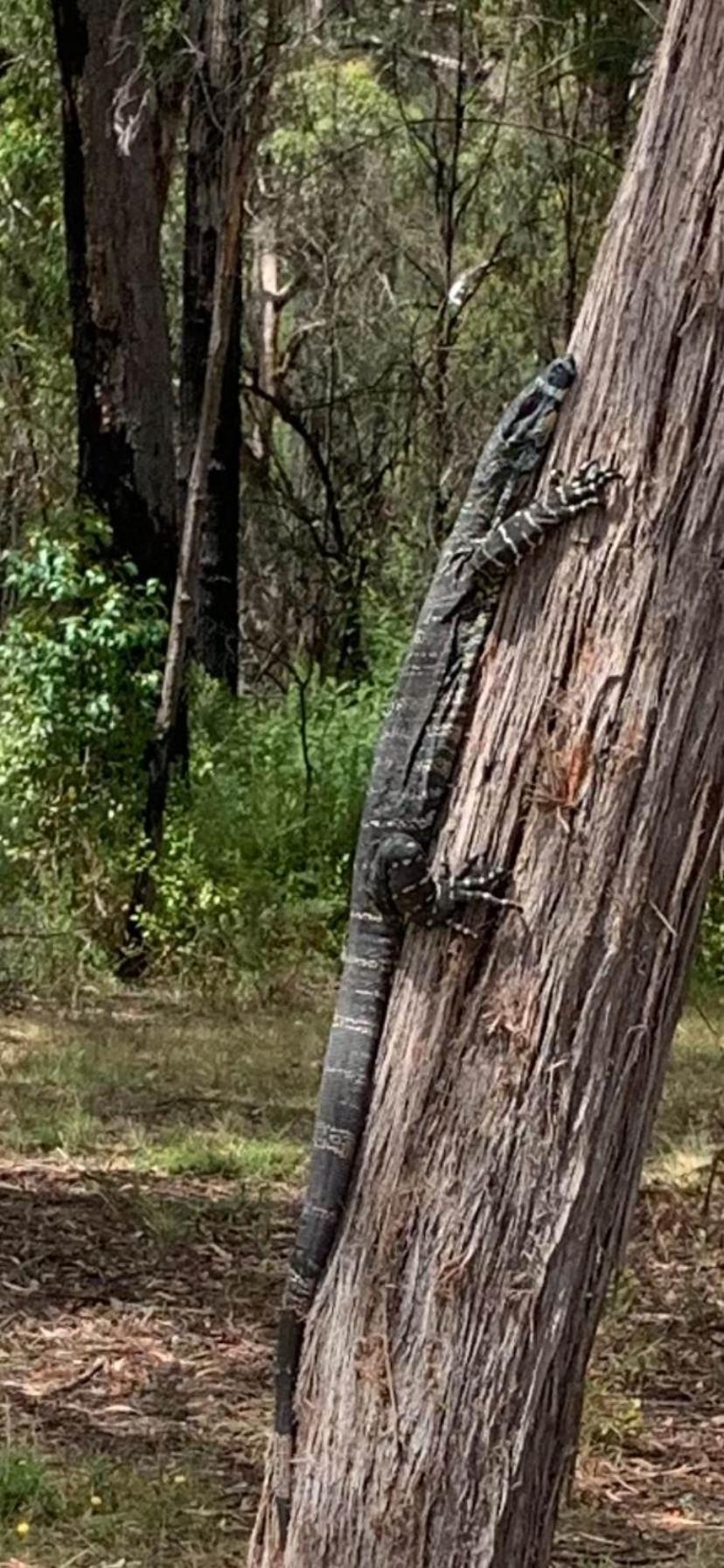 Mallacoota'S Shady Gully Caravan Park Esterno foto