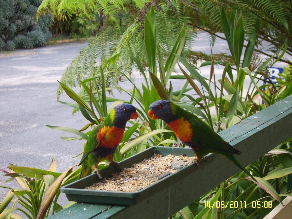 Mallacoota'S Shady Gully Caravan Park Esterno foto